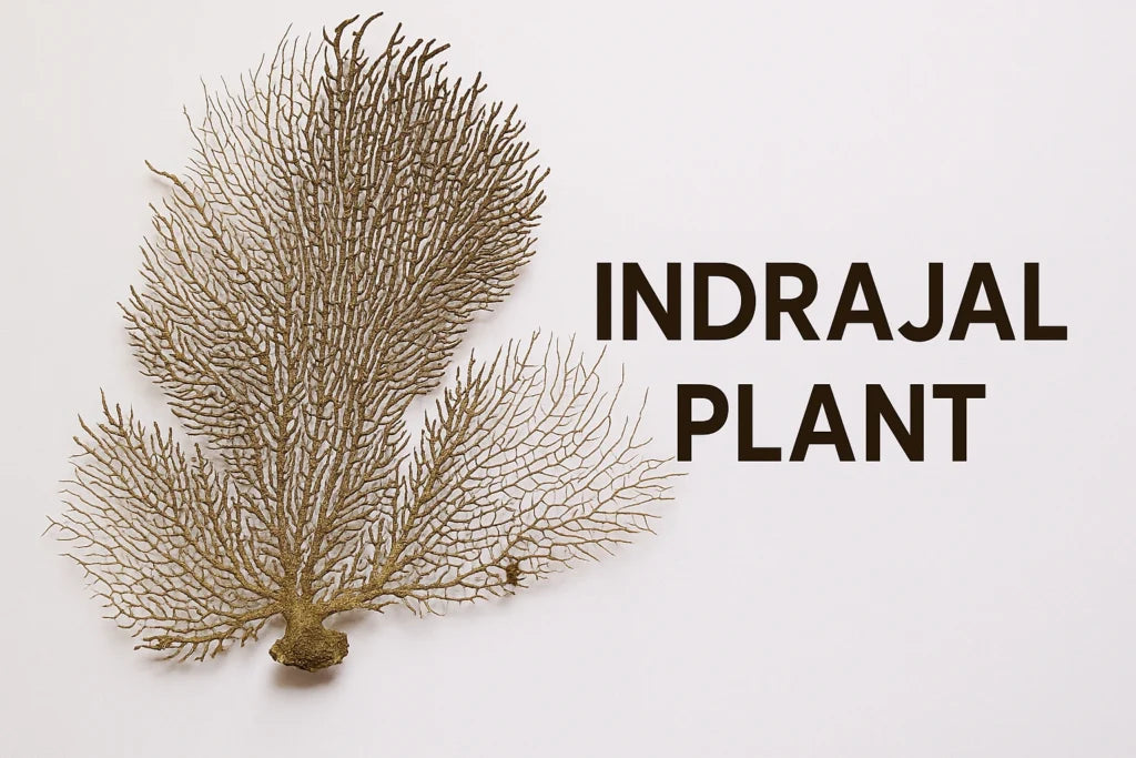 Indrajal plant Benefits
