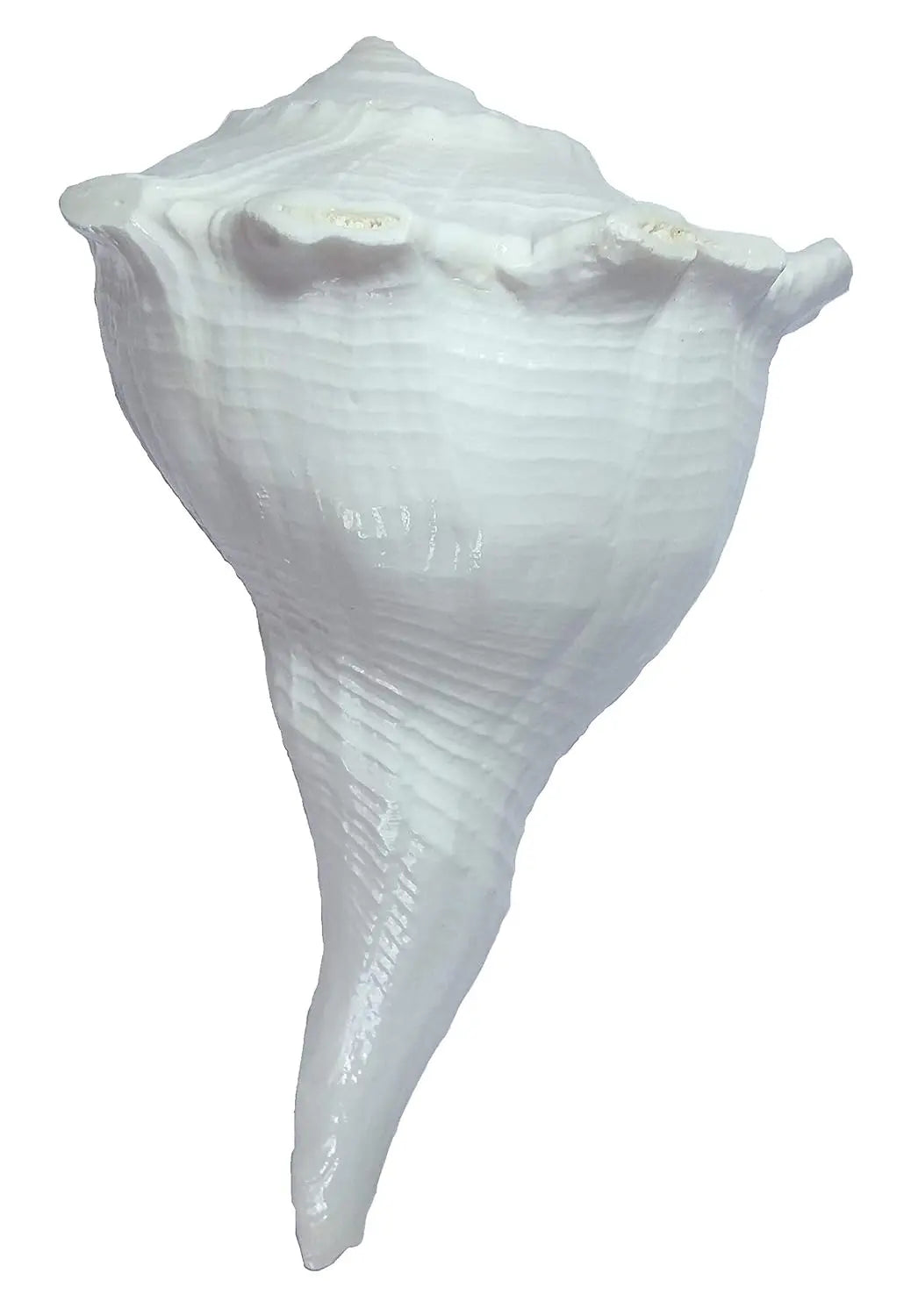 Dakshin Mukhi Shankh White Aura Vastu Store