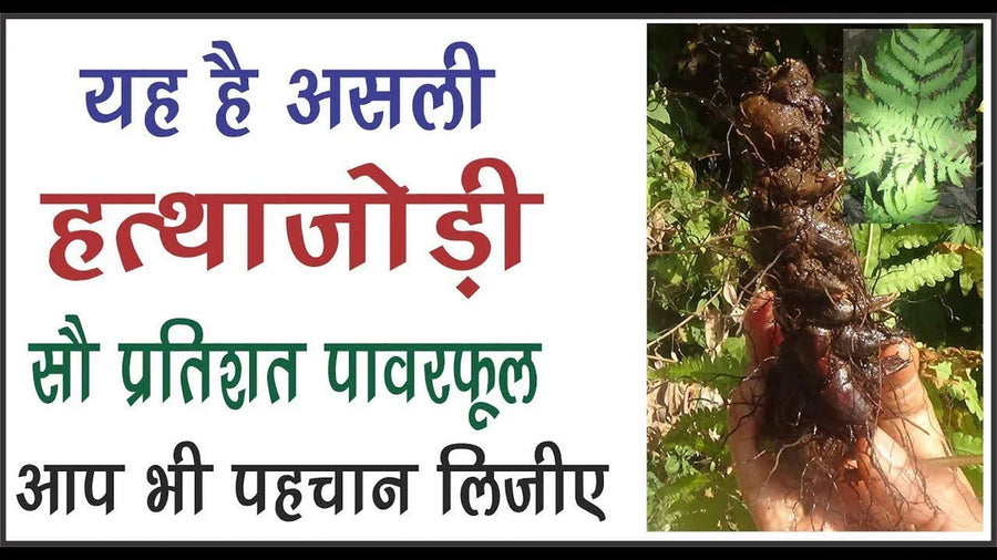 Jatashankar Hatha Jodi Root spiritual product