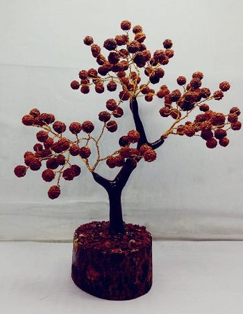 Energised 5 Mukhi Rudraksha Tree White Aura Vastu Store
