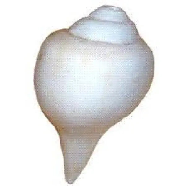 Natural Blowing Shank White Aura Vastu Store