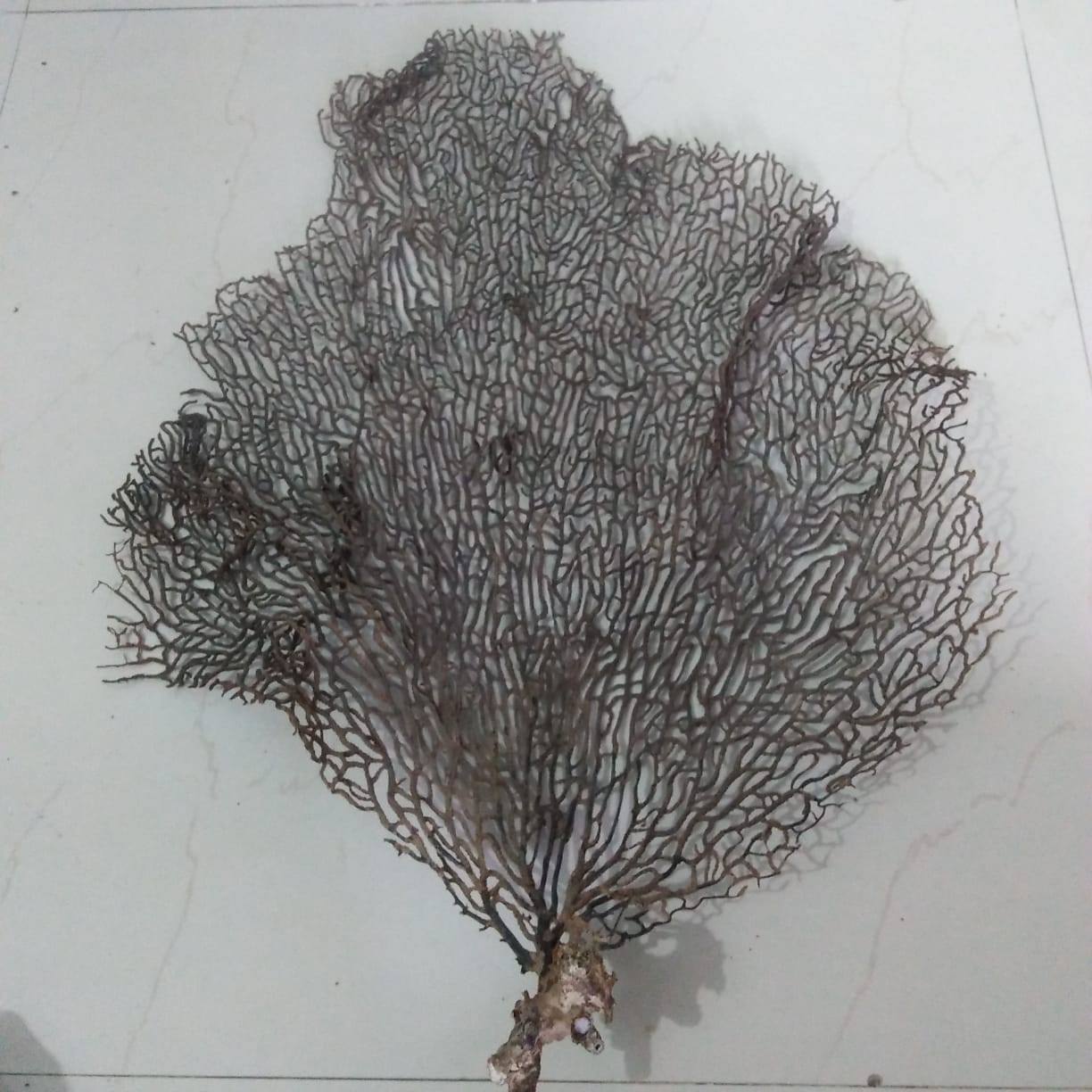 Original & Energised Indrajaal / Indrajal Plant For Goodluck & Prosperity
