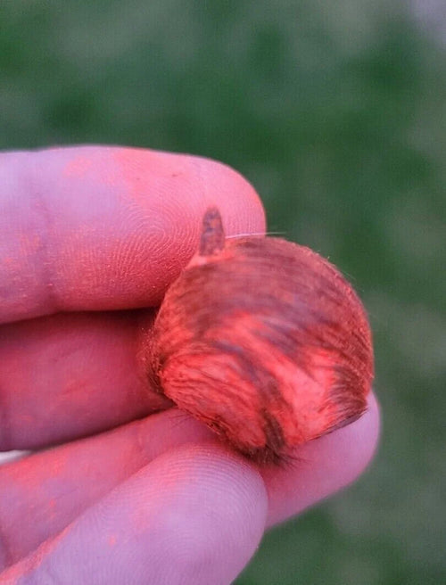 Original & Energised Siyar Singhi / Gidar Singhi for Black Magic Protection, Wealth, and Fame | Rare Tantric Item for Vastu Dosh Removal & Spiritual Power