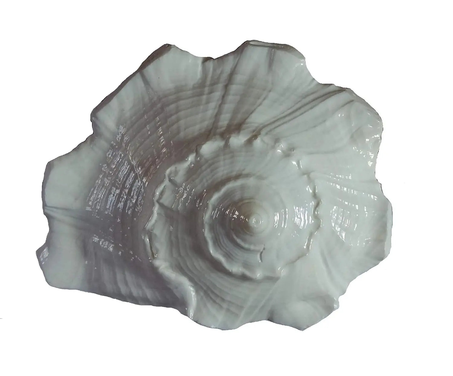 Dakshin Mukhi Shankh White Aura Vastu Store