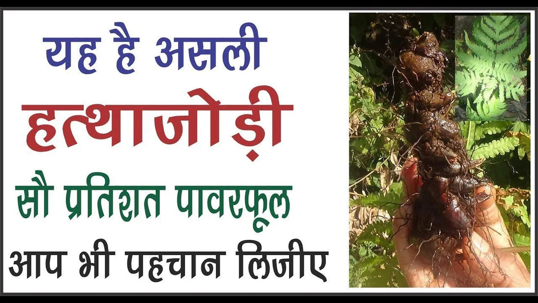 Original Abhimantrit Hatha Jodi Root for Wealth & Protection