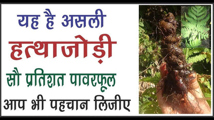 Original Abhimantrit Hatha Jodi Root for Wealth & Protection