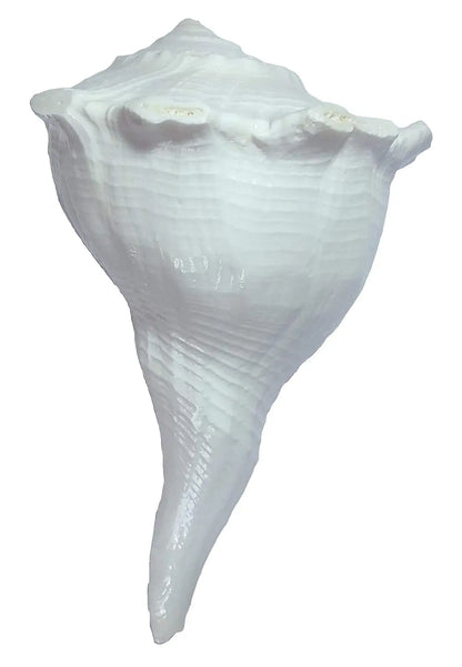 Dakshin Mukhi Shankh White Aura Vastu Store