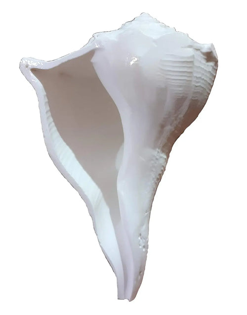 Dakshin Mukhi Shankh White Aura Vastu Store