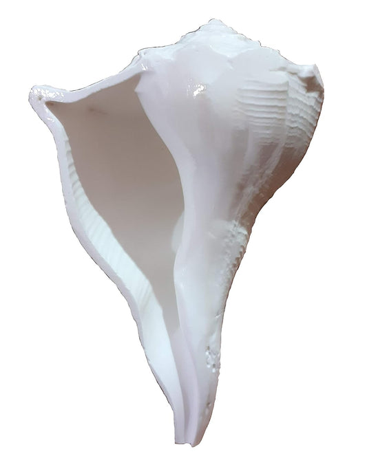 Dakshin Mukhi Shankh Big White Aura Vastu Store