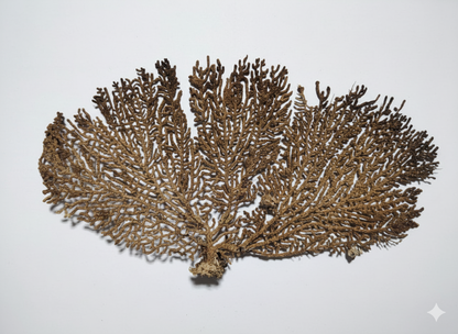 Original & Energised Indrajaal / Indrajal Plant For Goodluck & Prosperity