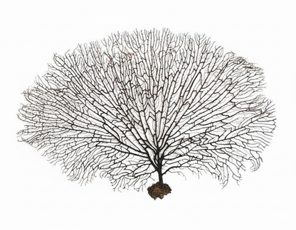 Original & Energised Indrajaal / Indrajal Plant For Goodluck & Prosperity