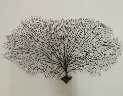 Original & Energised Indrajaal / Indrajal Plant For Goodluck & Prosperity